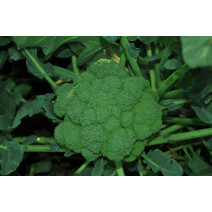 Broccoli Seeds