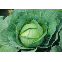Cabbage (500 Grams) Seeds