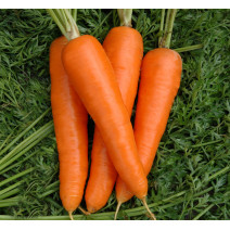 Carrot Karuda Seeds