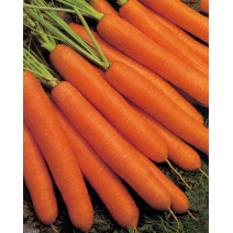Carrot Nantes Seeds