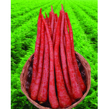 Carrot Long Red 