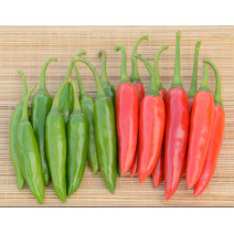 Chilly Bullet Seeds