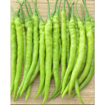 Chilly Regular Long Seeds