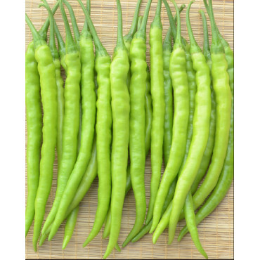 Chilly Regular Long Seeds
