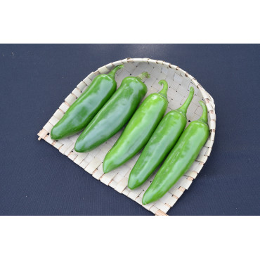 Chilly Achari Seeds