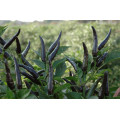 Black Chilly Seeds