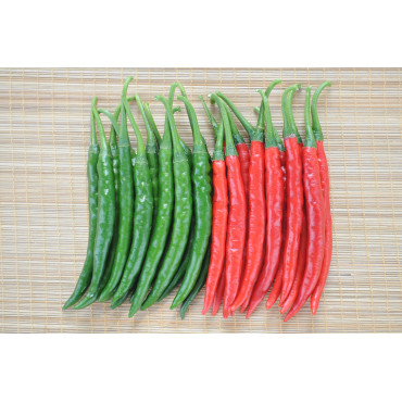 Chilly Hot Seeds