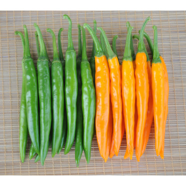 Chilly Orange Seeds