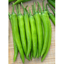 Chilly Regular Seeds
