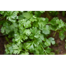 Coriander Seeds
