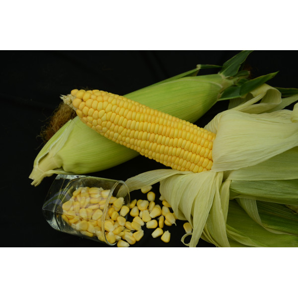 Sweet Corn Seeds