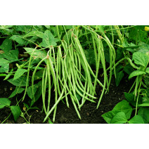 Cowpea Green Seeds