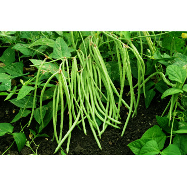 Cowpea Green Seeds