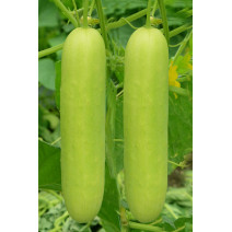  Cucumber Light Green Seeds