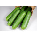 Cucumber Seeds
