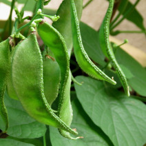 Dolichus Beans Seeds