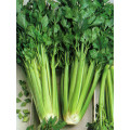 Celery Seeds