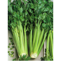 Celery Seeds