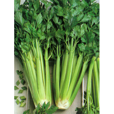 Celery Seeds
