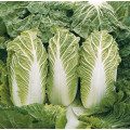 Chinese Cabbage Seeds