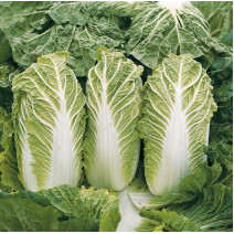 Chinese Cabbage Seeds