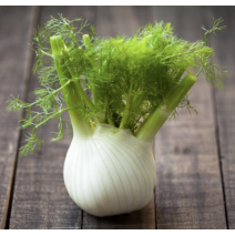 Fennel Fino Seeds