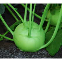 Knol Khol Seeds