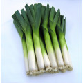 Leek Seeds