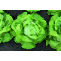 Lettuce Seeds