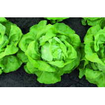 Lettuce Seeds