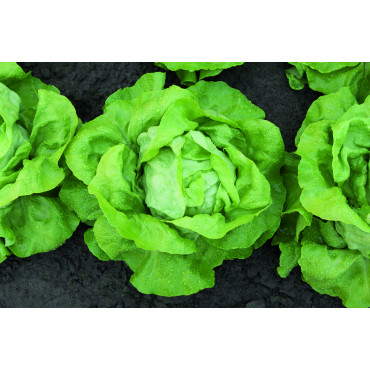 Lettuce Seeds