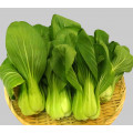 Pak Choi Seeds