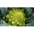 Romanesco Seeds
