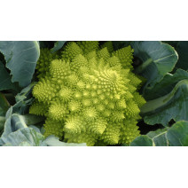 Romanesco Seeds