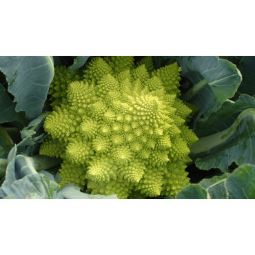 Romanesco Seeds