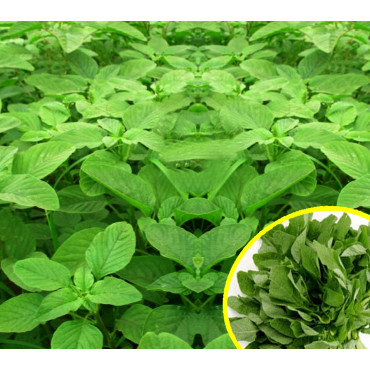 Green Amaranthus Seeds