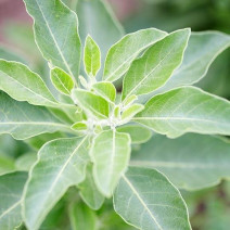 Ashwagandha Seeds