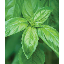 Basil Genovese Seeds
