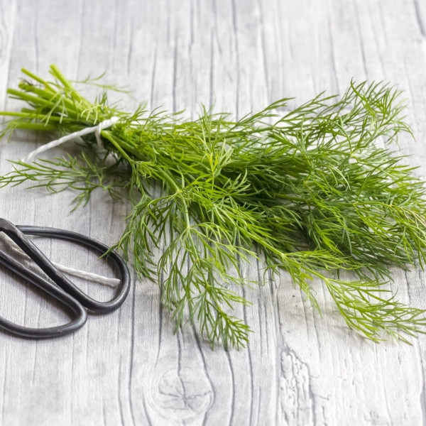 Dill Seeds