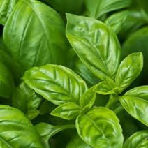 Italian Basil Seeds