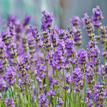 Lavender Seeds