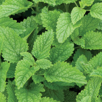 Lemon Balm Seeds
