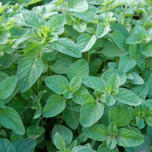 Oregano Seeds
