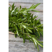 Rosemary Seeds