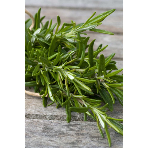 Rosemary Seeds