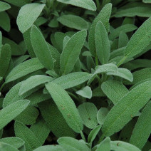 Sage Seeds