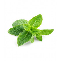 Stevia Sweet Seeds