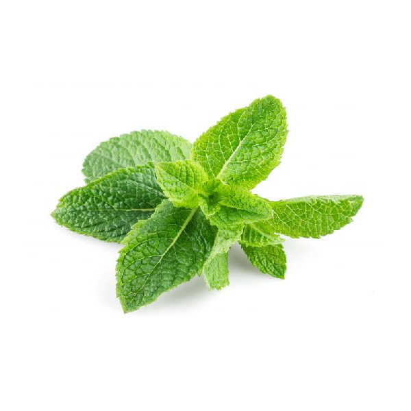 Stevia Sweet Seeds