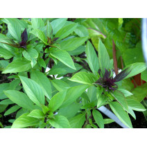 Basil Thai Seeds