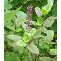 Tulsi Seeds